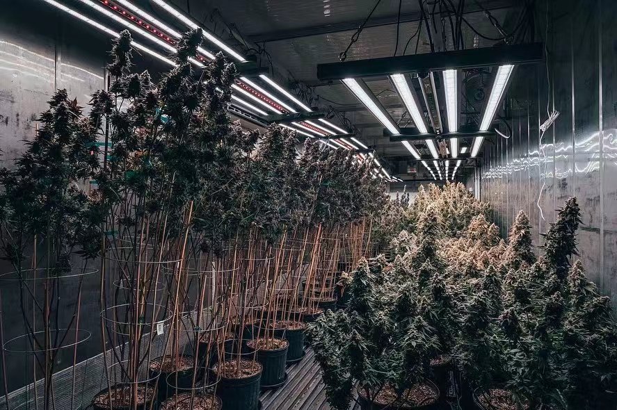 Proyecto HortiBloom - Cultivo con iluminación LED avanzada